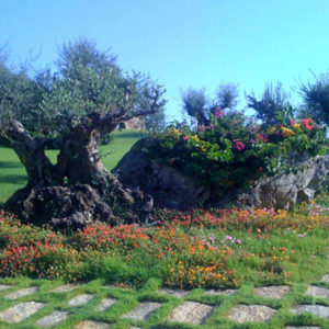 affitto villa punta aldia sardegna giardino fazzi real estate
